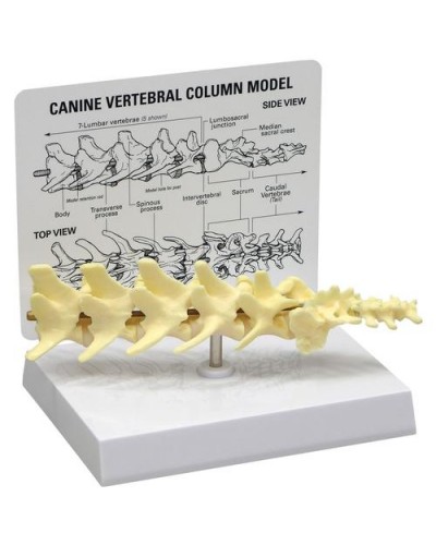 Canine 5-piece Vertebrae Column Model
